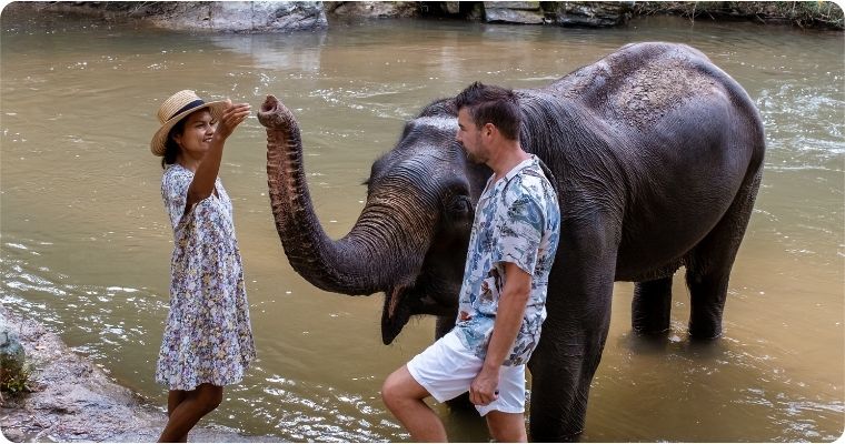 couple feeding elephant in a river Chaing Mai Elephant Sanctuary 