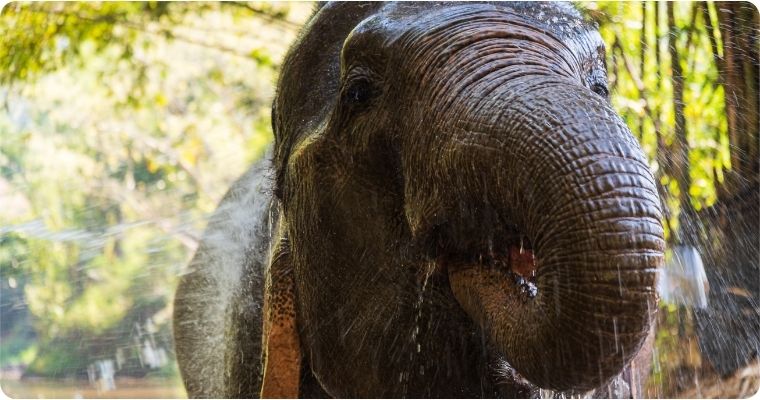 Close up of elephant 