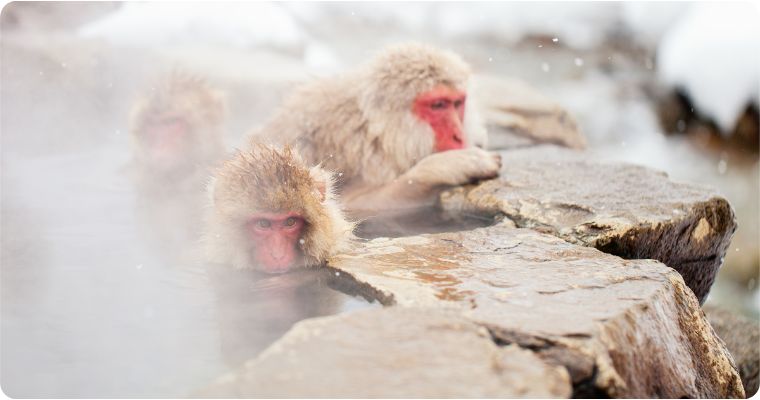 Snow monkeys Japanese Macaques bathe in onsen hot spring of Nagano