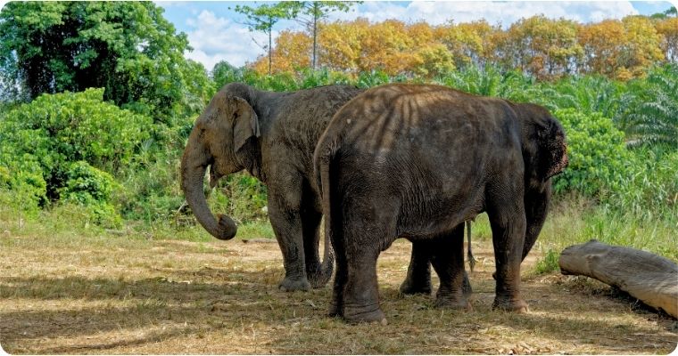Krabi Elephant Sanctuary 