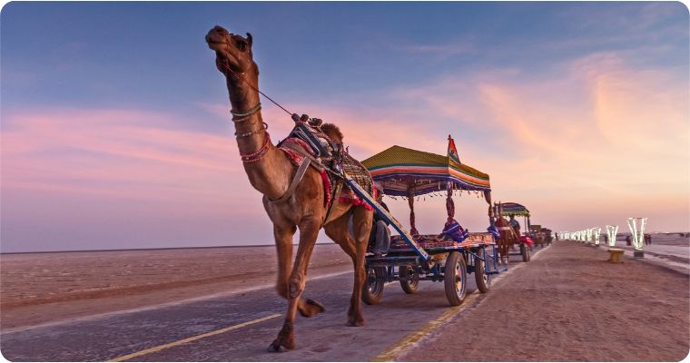 Camels walking along white sand dessert in Rann of Kutch in Gujarat India  