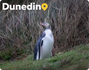 Yellow eyed pengiun Hoiho on the Otago Peninsula 