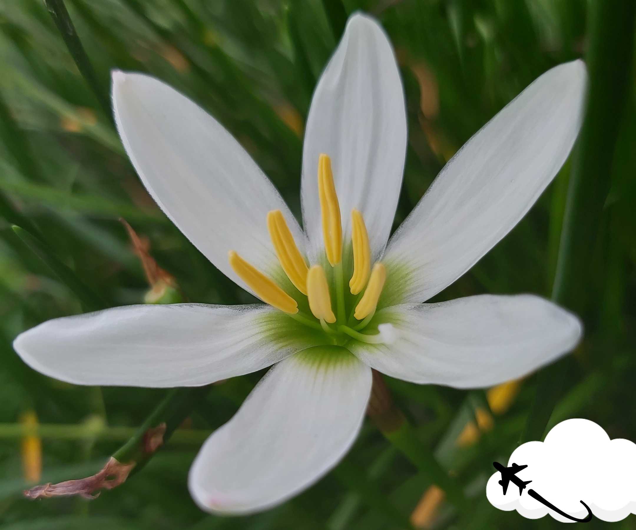 fijian-flower