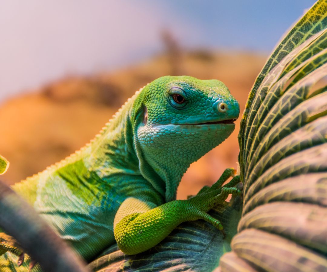 fijian-iguana
