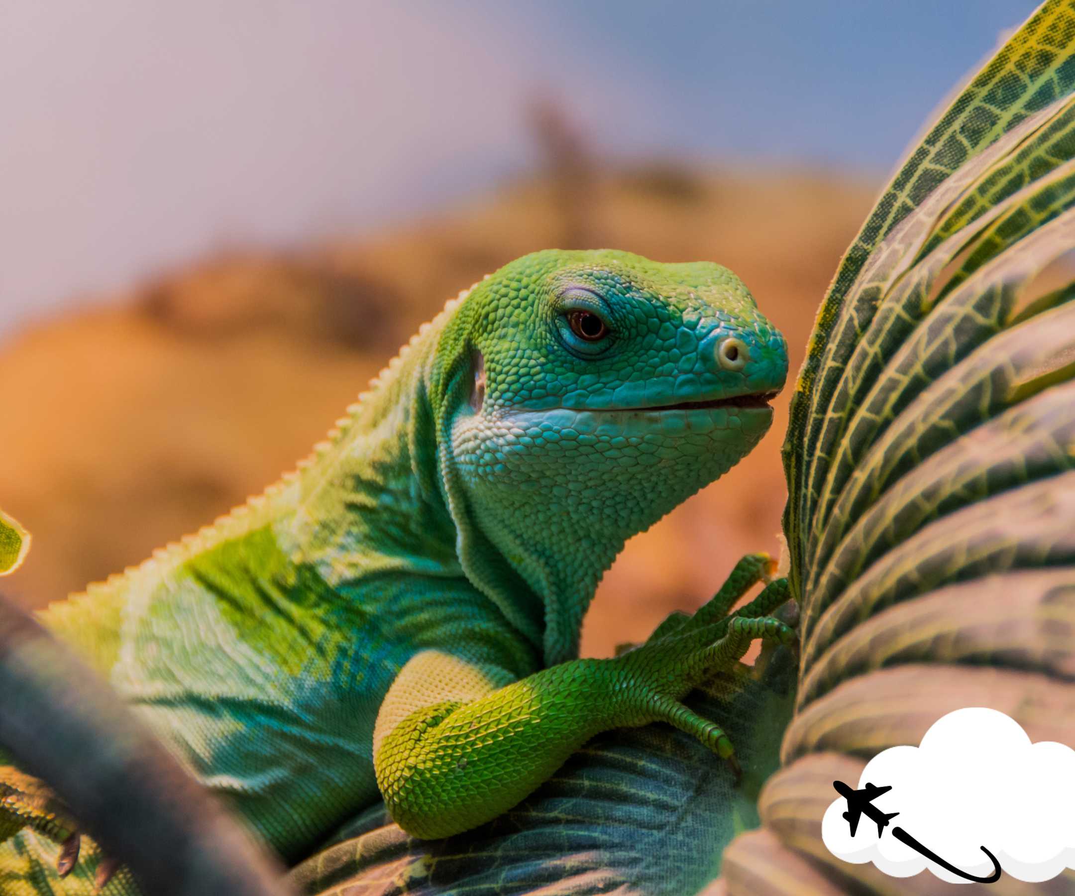 fijian-iguana