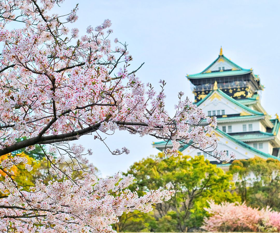 cherry-blossoms-near-temple