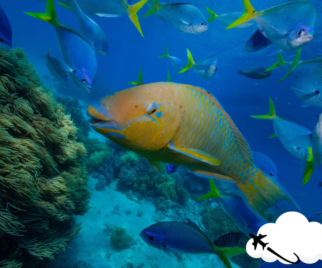 cairns-fish