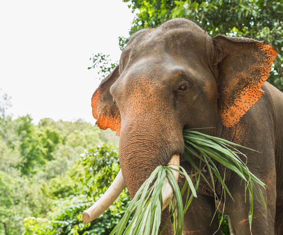 ao-nang-elephant-sanctuary