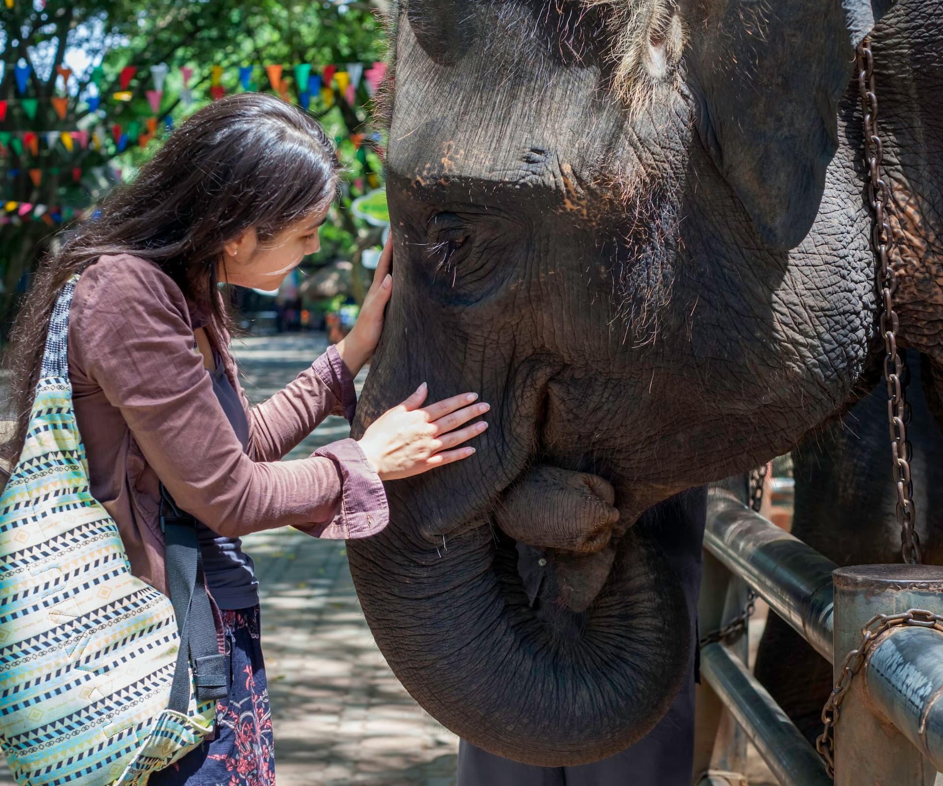 chaing-mai-elephant-sanctuary-couple-feeding