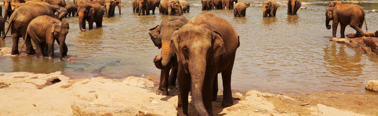 Chiang-Mai-Elephants