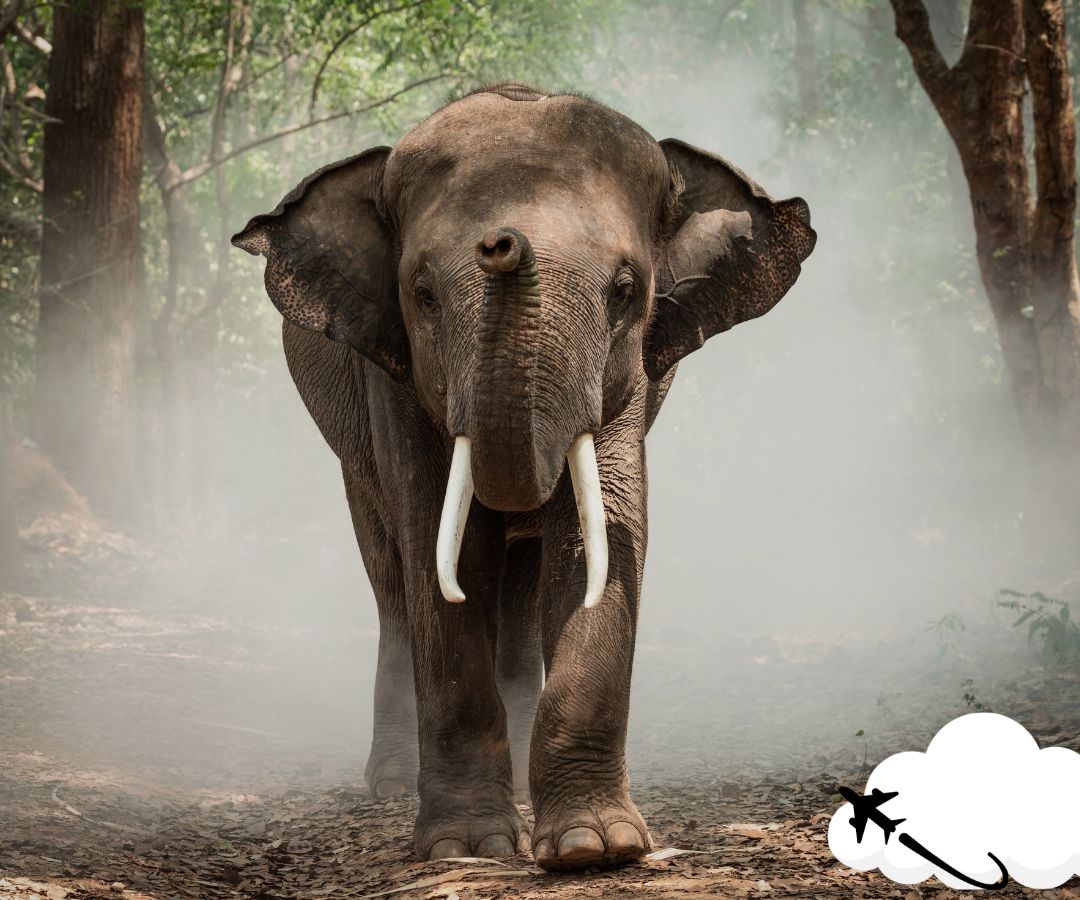 elephant