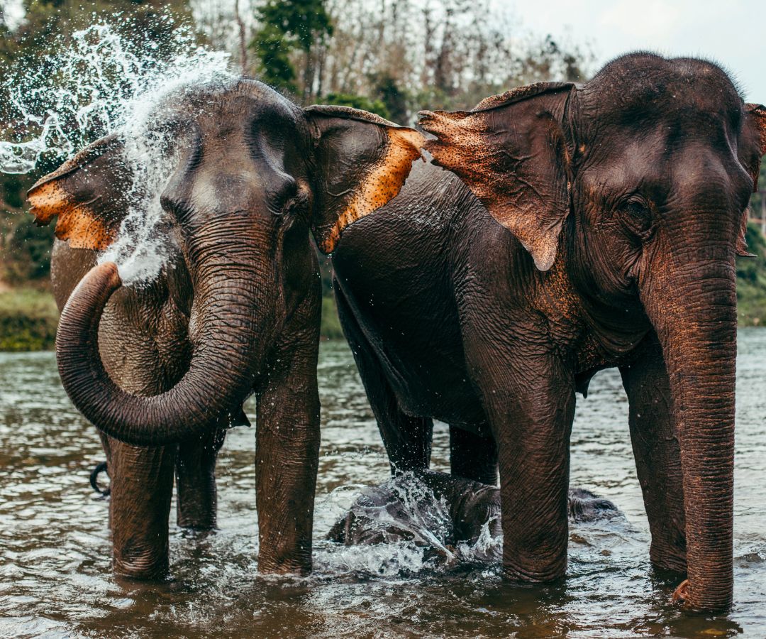 elephants-washing-up