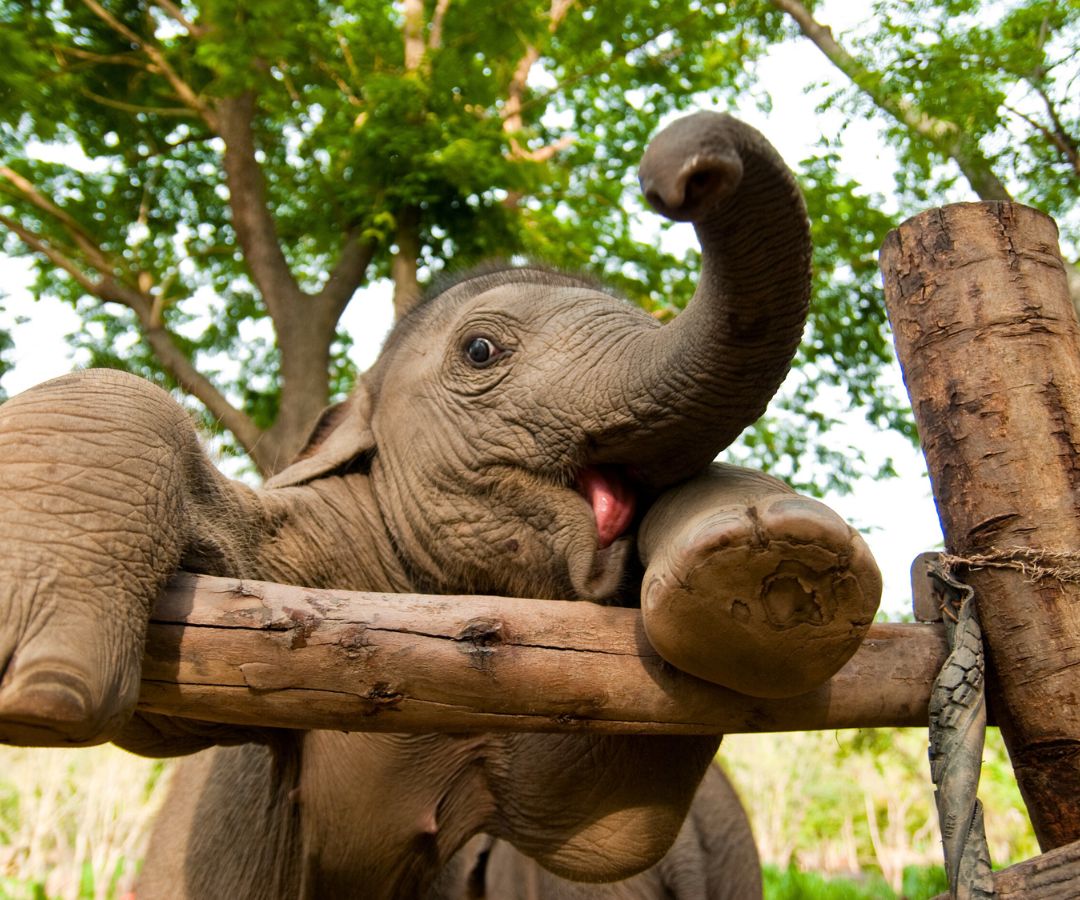 krabi-elephant-sanctuary