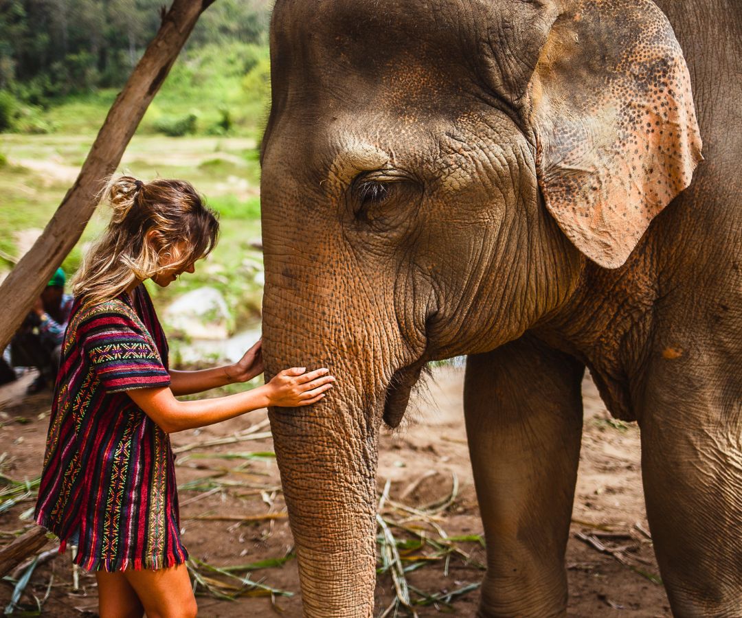 elephant-and-tourist