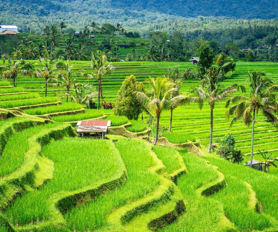 indonesian-rice-terraces