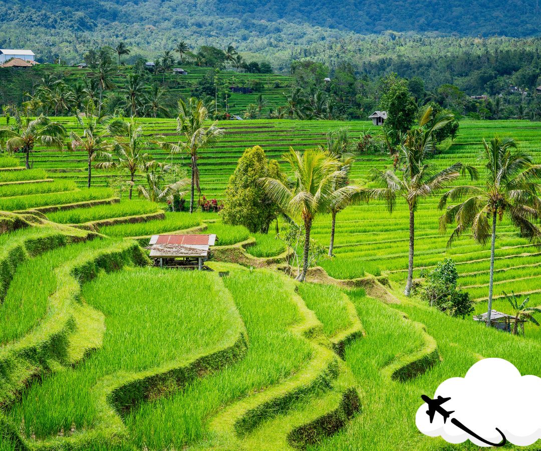 indonesian-rice-terraces