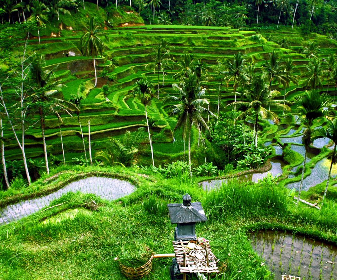 bali-rice-fields