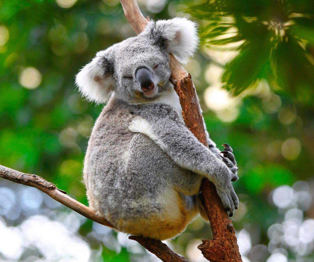 brisbane-koala-sanctuary