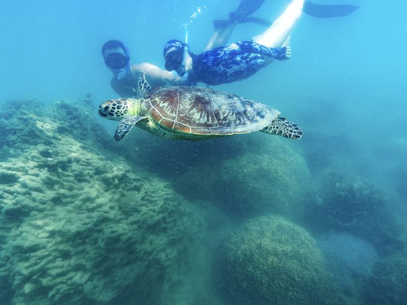 cairns-turtle