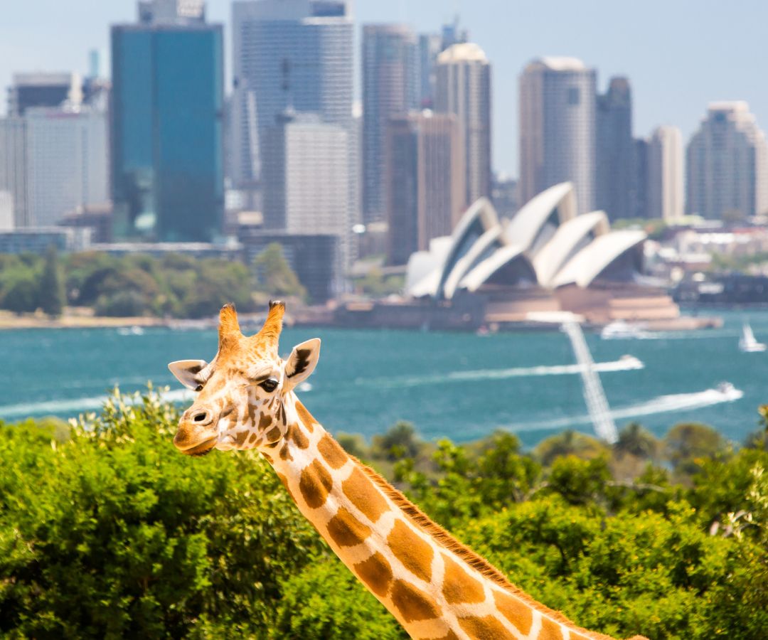 sydney-taronga-zoo