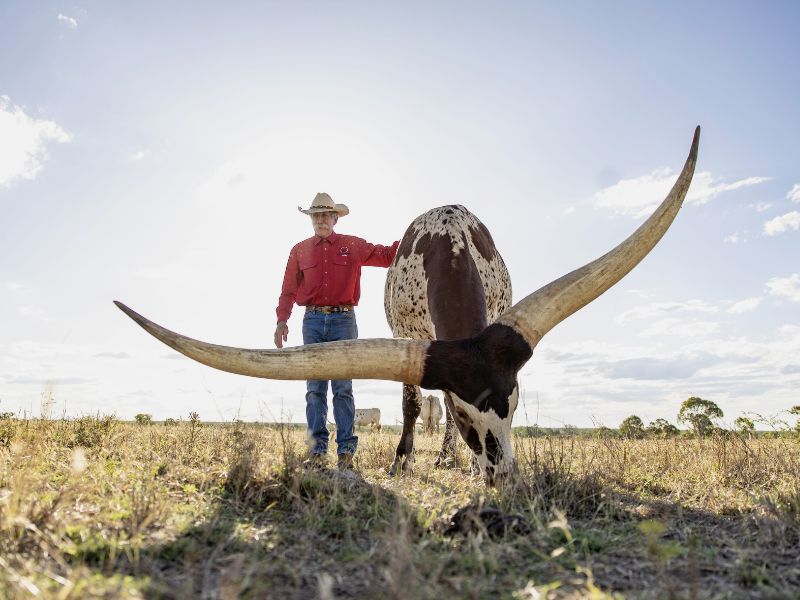 Townsville-outback-Side-Image-800x600 townsville-outback-cow