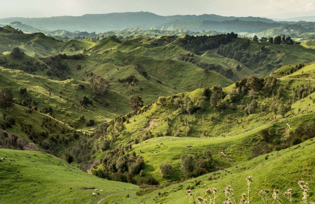 palmerston-north-hills