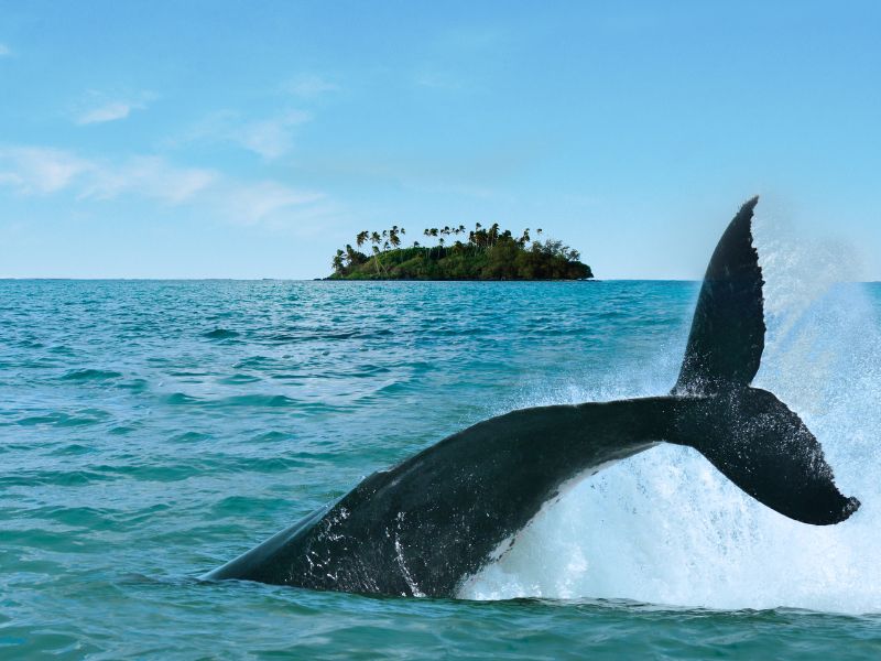 rarotonga-whale