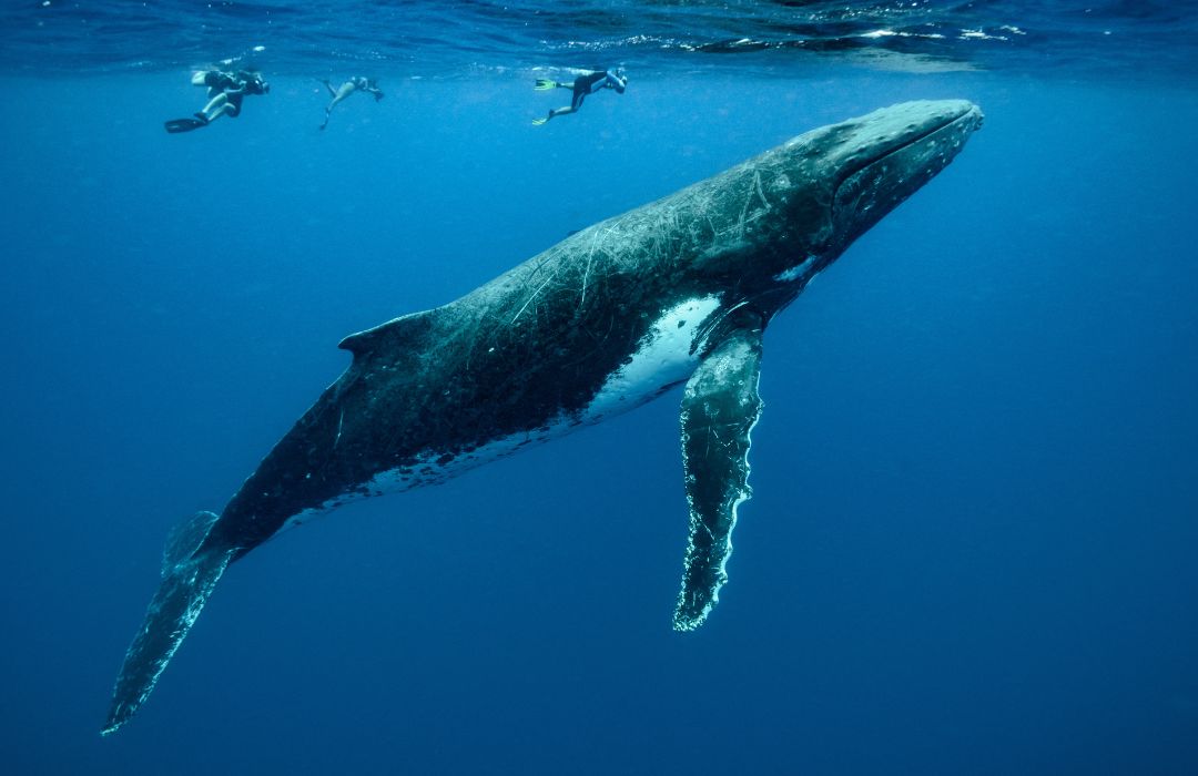 Tonga-Humback-whales