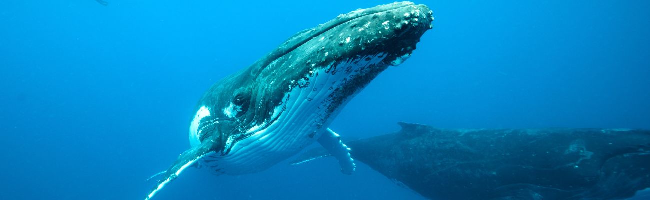 Tonga-Whales