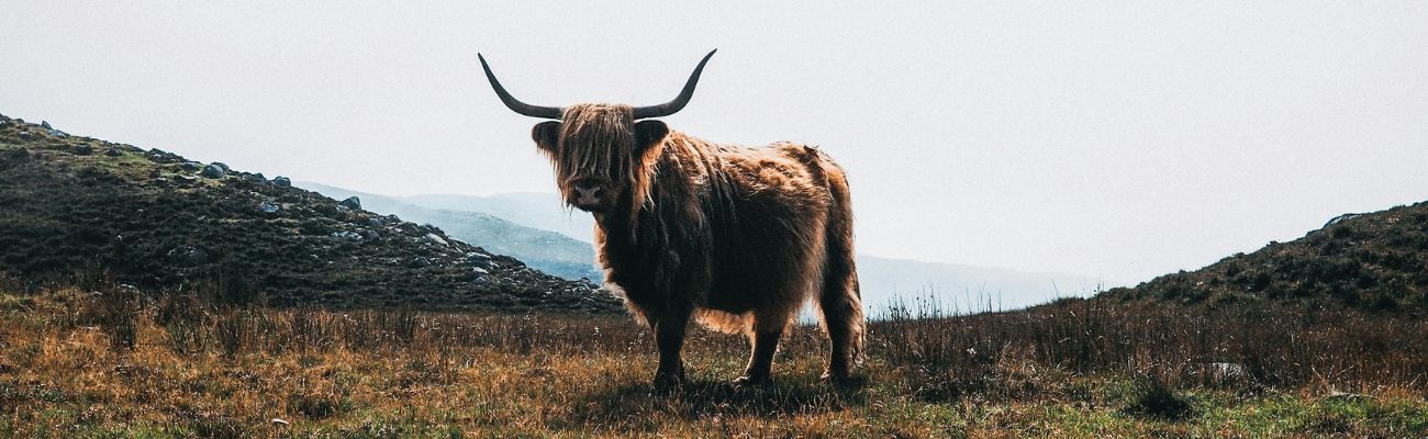 glasgow-highland-cow