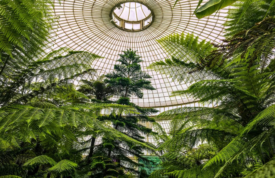 glasgow-botanicals