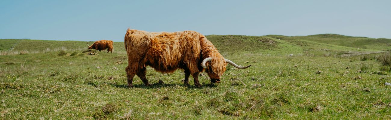 glasgow-highland-cow