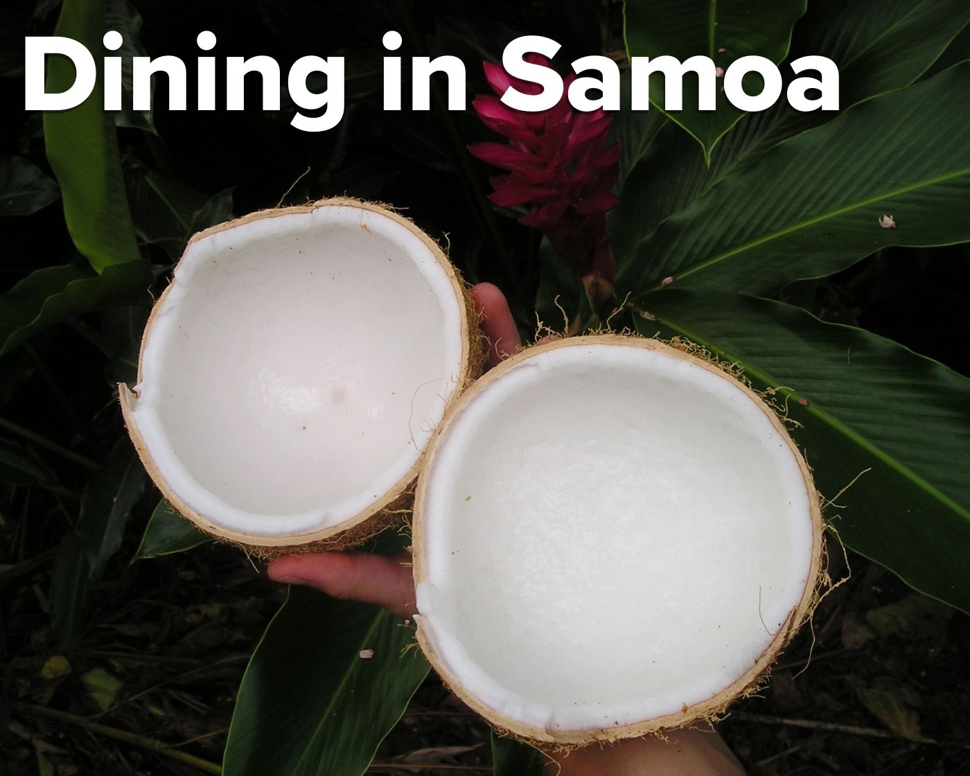 samoa-coconut