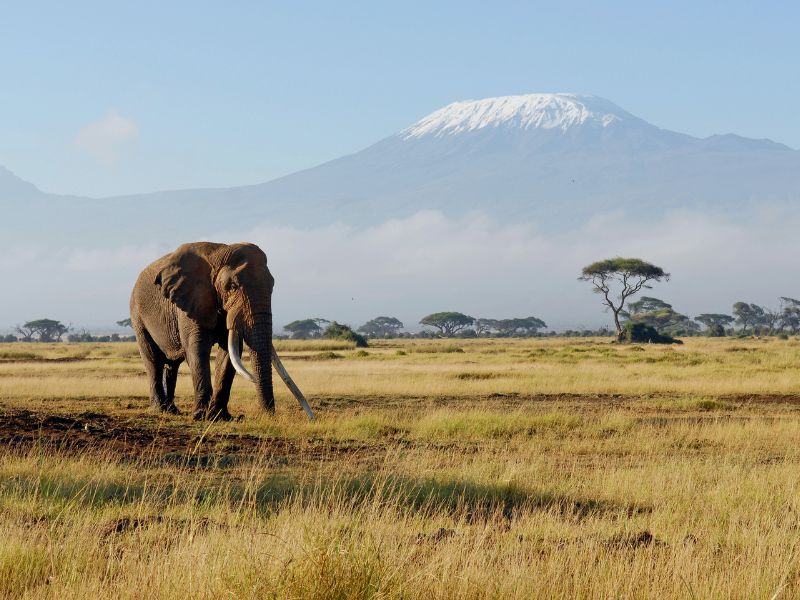 Africa-elephant