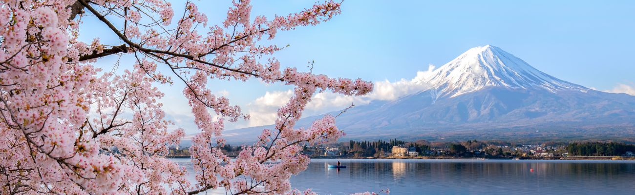 Mt-fuji-cherry-blossom