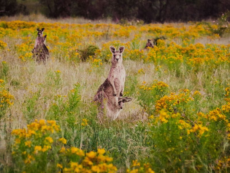 australia-kangaroo