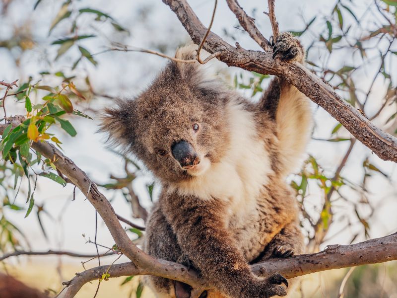 australia-koala