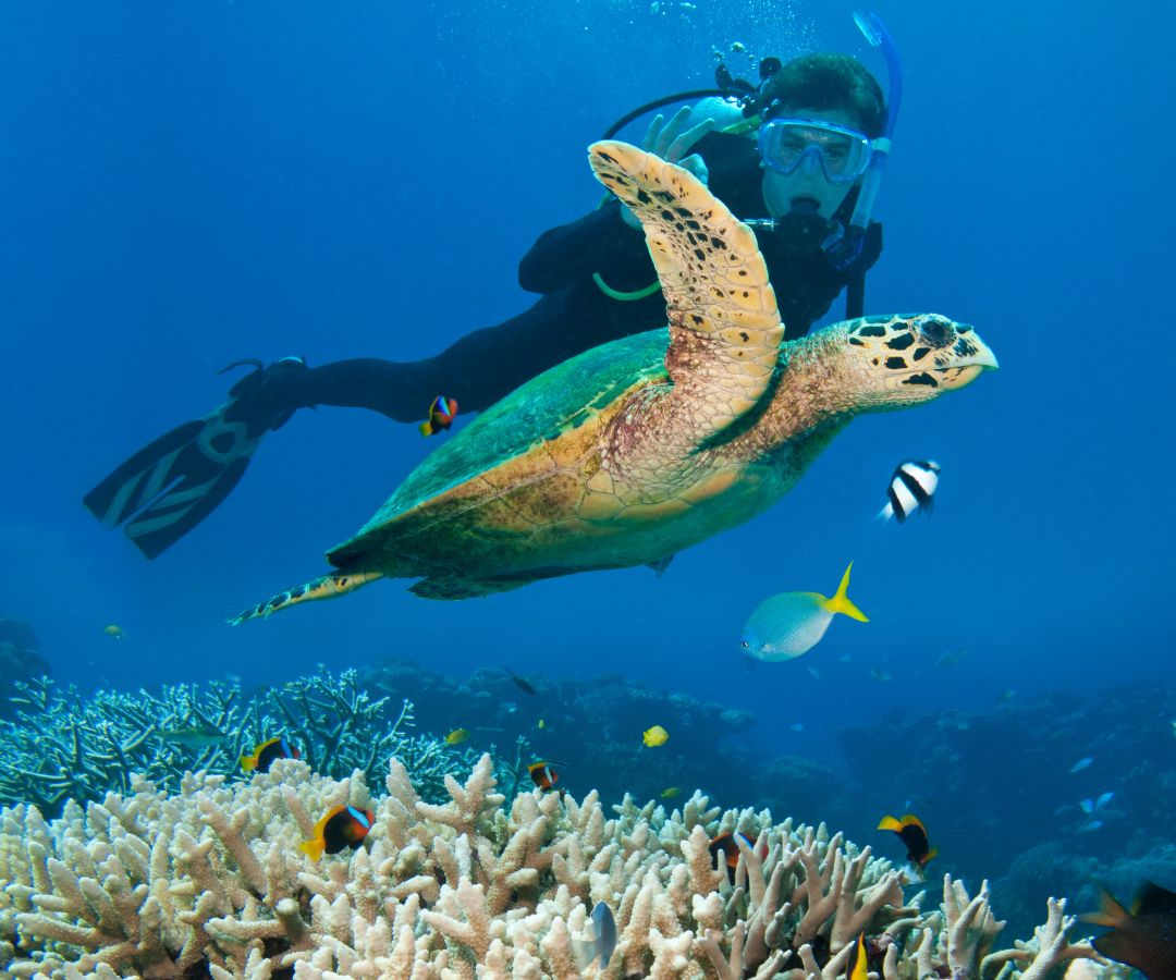 great-barrier-reef-scuba-diving