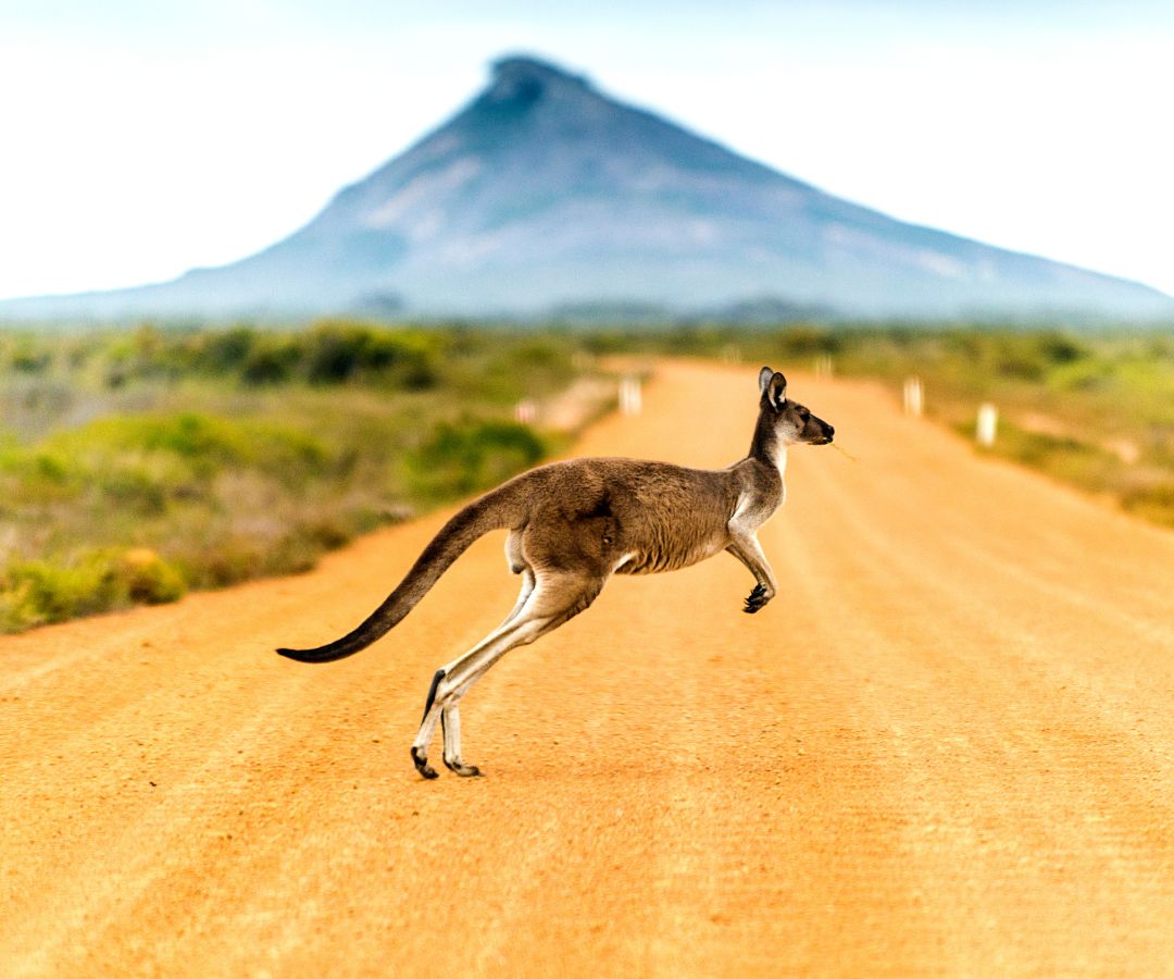 kangaroo-jumping-across-road