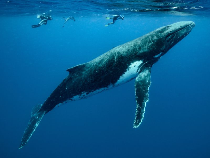 south-pacific-whales