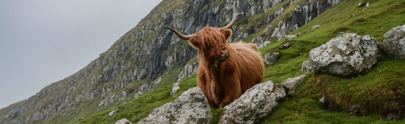 united-kingdom-highland-cow